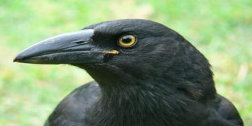 Crow attacks force Canada Post to suspend mail delivery