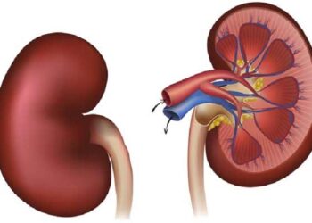 5 tips to keep your kidneys healthy