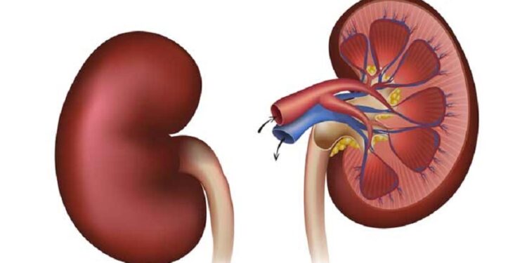 5 tips to keep your kidneys healthy