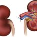 5 tips to keep your kidneys healthy