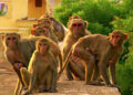 Baby killed after monkeys snatched him from mother in Tanzania 