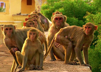 Baby killed after monkeys snatched him from mother in Tanzania 