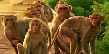Baby killed after monkeys snatched him from mother in Tanzania 