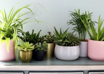 Amazing Benefits Of Some Plants, By Stanley Ugagbe