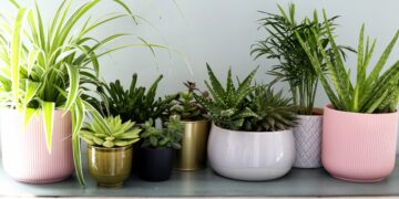 Amazing Benefits Of Some Plants, By Stanley Ugagbe