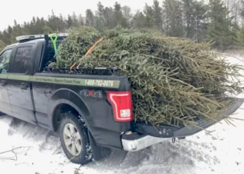 Manitoba man charged for illegally cutting spruce trees from government plantation and selling them as Xmas tree