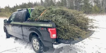 Manitoba man charged for illegally cutting spruce trees from government plantation and selling them as Xmas tree