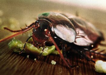 Having fun with fewer germs and bugs