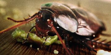 Having fun with fewer germs and bugs