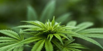 How to help prevent accidental cannabis poisoning in kids