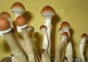 Patients Urge Ottawa To Regulate Magic Mushrooms, By Stanley Ugagbe