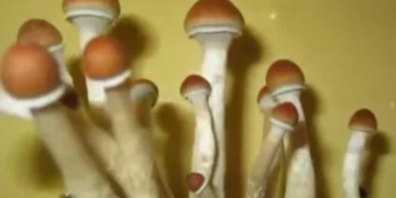 Patients Urge Ottawa To Regulate Magic Mushrooms, By Stanley Ugagbe