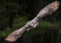 Four ski trails in BC temporarily closed after horned owl attacks skiers