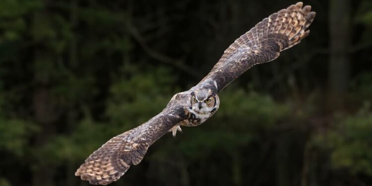 Four ski trails in BC temporarily closed after horned owl attacks skiers
