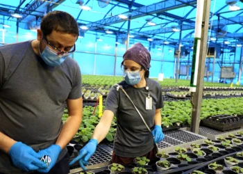 COVID-19 vaccine manufacturer, Medicago, to shut down