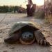 Concerns as 125-year-old turtle goes missing from Rural Ontario wetlands
