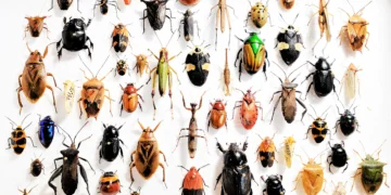 Having fun with fewer germs and bugs