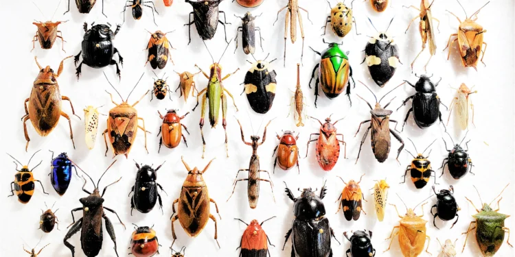 Having fun with fewer germs and bugs