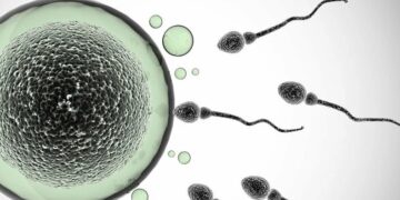 Male masturbation increases chances of impregnating women – Study