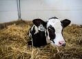 B.C. University collaborates with local rancher to breed heat-wave resistant cattle