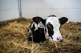 B.C. University collaborates with local rancher to breed heat-wave resistant cattle