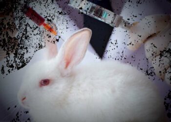 Canada to ban testing cosmetics on animals