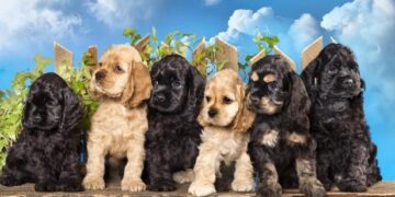 Top 10 Family-Friendly Dog Breeds: Loving Companions for All Ages