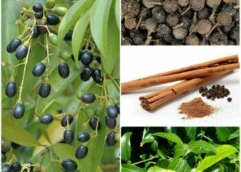 The Spice of Good Health: Exploring the Benefits of Cinnamon