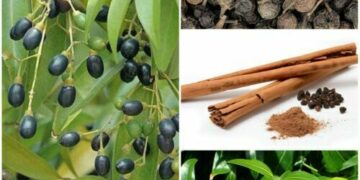 The Spice of Good Health: Exploring the Benefits of Cinnamon