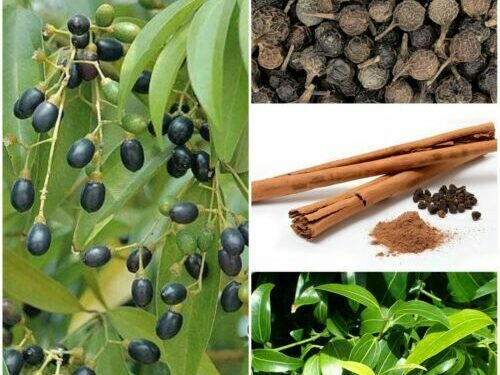 The Spice of Good Health: Exploring the Benefits of Cinnamon