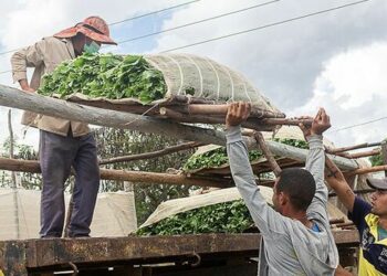 Cuban Farmers Favor Cash Over Banking System
