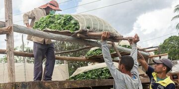 Cuban Farmers Favor Cash Over Banking System