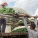 Cuban Farmers Favor Cash Over Banking System