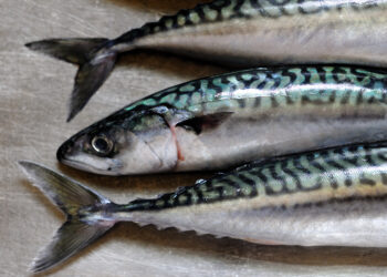 Exploring the World of Mackerel: Varieties and Nutritional Values