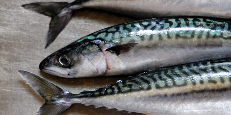 Exploring the World of Mackerel: Varieties and Nutritional Values