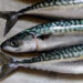 Exploring the World of Mackerel: Varieties and Nutritional Values