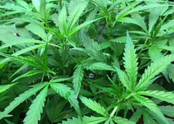 Cannabis Legalization in Canada and the Cannabis Act