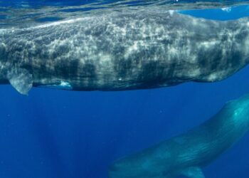Dominica Plans to Establish World’s First Sperm Whale Sanctuary