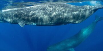 Dominica Plans to Establish World’s First Sperm Whale Sanctuary