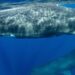 Dominica Plans to Establish World’s First Sperm Whale Sanctuary