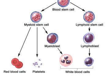 What you should know about organ and stem cell transplants