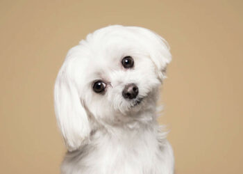 Man’s pen!s bitten off and eaten by his dog