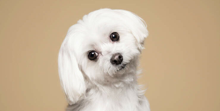 Man’s pen!s bitten off and eaten by his dog