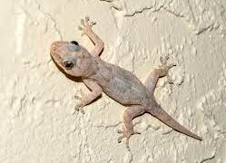 Ontario reports 18 confirmed salmonella cases linked to geckos